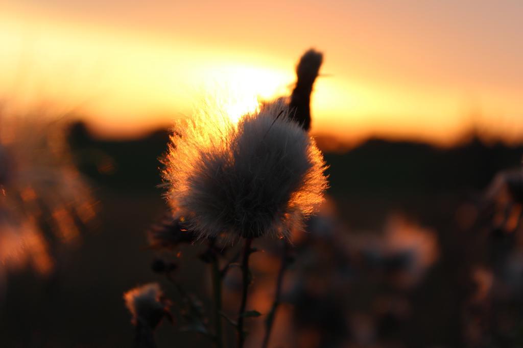 Agro Nad Stawem Villa Żukowo Buitenkant foto